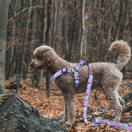 QQPETS Dog Harness Leash Set Adjustable Heavy Duty No Pull Halter Harnesses for Small Medium Large Breed Dogs Back Clip Anti-Twist Perfect for Walking