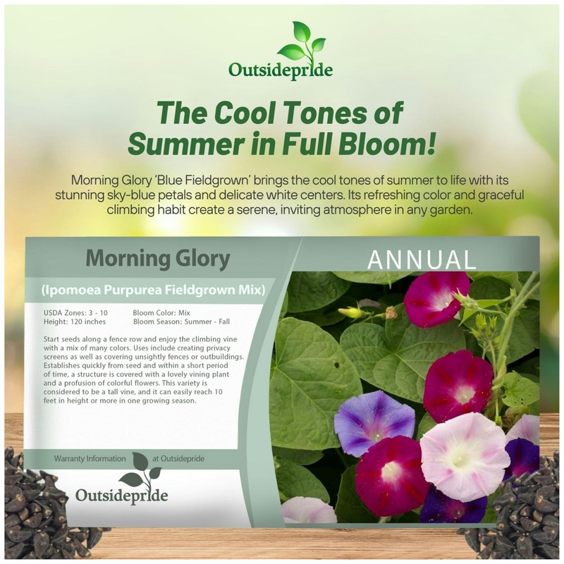 Outsidepride 500 Seeds Annual Ipomoea Purpurea Morning Glory Fieldgrown Climbing