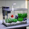 3 Gallon Glass Small Fish Tank, Betta Fish Tank Starter