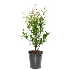 Generic The Russian 26 Pomegranate Tree, Fruit Bearing, Hardy, 1 gal Nursery Pot, Green