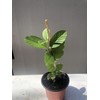 Guava Tree 10” Seedling Tropical Live Plant Guava Fruit Tree