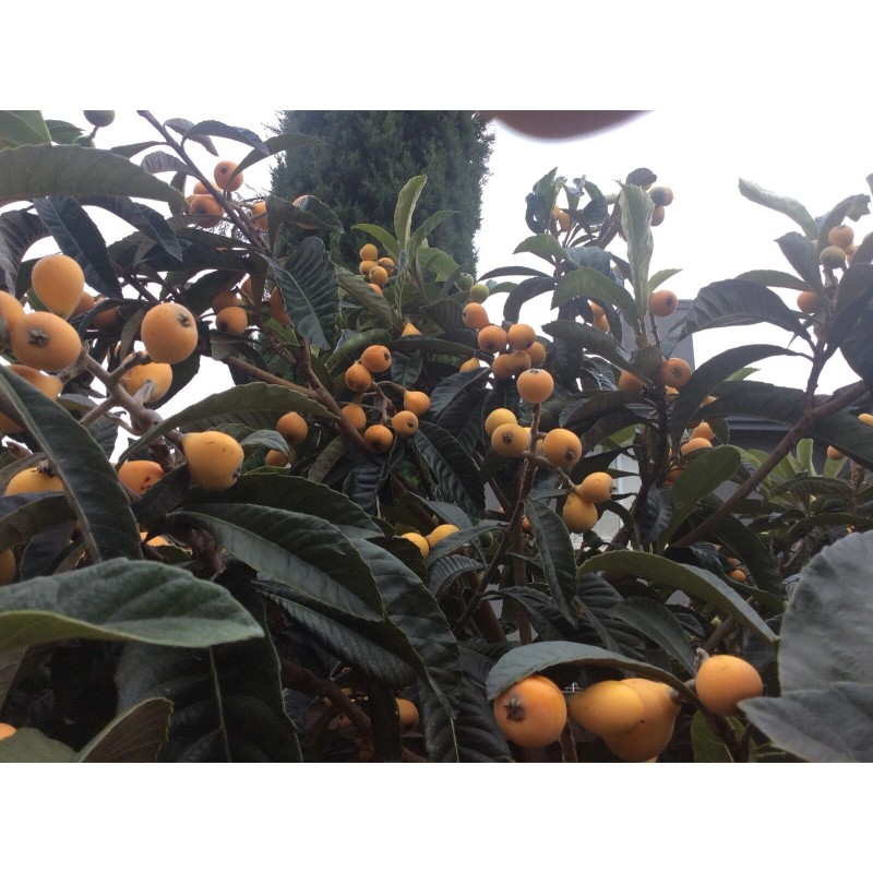 Tree 10 Organic fresh Loquat tree seeds from California bay