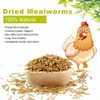 LuckyQ Dried Mealworms for chickens 22lbs - Chicken Treats Duck