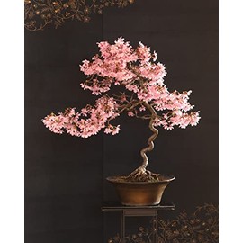 30 Japanese Flowering Cherry Blossom Bonsai Seeds, Sakura Bonsai Seeds - Fresh Exotic Rare Bonsai Seeds -