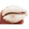Large Purple Top Tiger Cowrie Shells Seashell 3" Beach Crafts