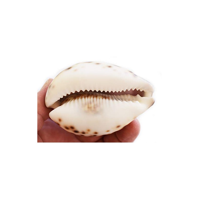 Large Purple Top Tiger Cowrie Shells Seashell 3" Beach Crafts