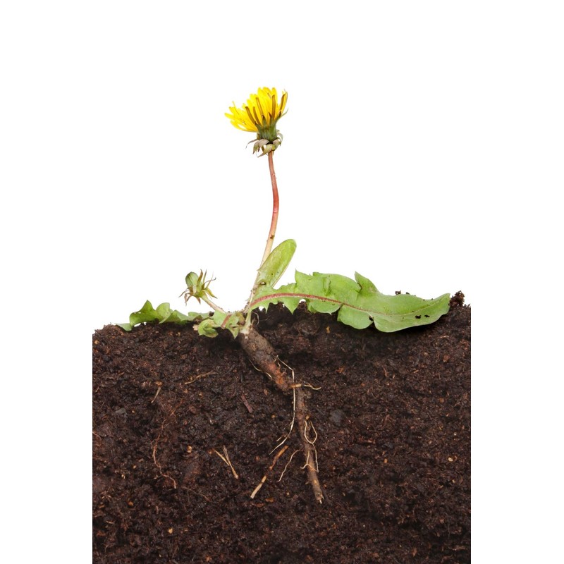 Health Embassy Dandelion Root | Taraxacum Officinale L | Herbal