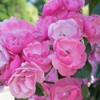 [Support Palestinian] Nablus Soap, NABLUS SOAP (Damask Rose), Completely Additive-Free