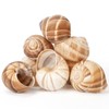 Cavair Line Escargot Snails Empty Giant Shells - 24 pcs