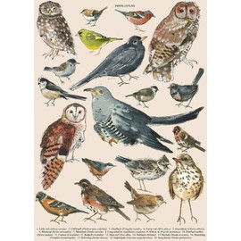 British Garden Bird Identification Chart Wildlife Birds Retro Style Wall Decor Poster Metal Sign 8x12 inch