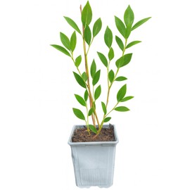 Blueray Blueberry Plant, 1-Liter Pot - Sweet Dessert-Like Blueberries! Live for Planting from Hand Picked Nursery