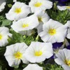 Outsidepride Morning Glory Ensign White - 2000 Seeds