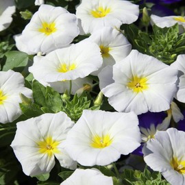 Outsidepride Morning Glory Ensign White - 2000 Seeds