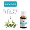 Árbora Eucalipto Aromaterapia Aceite Esencial 100% Puro Certificado