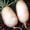 Radish Seeds - Giant Luo Buo - 2 g Packet