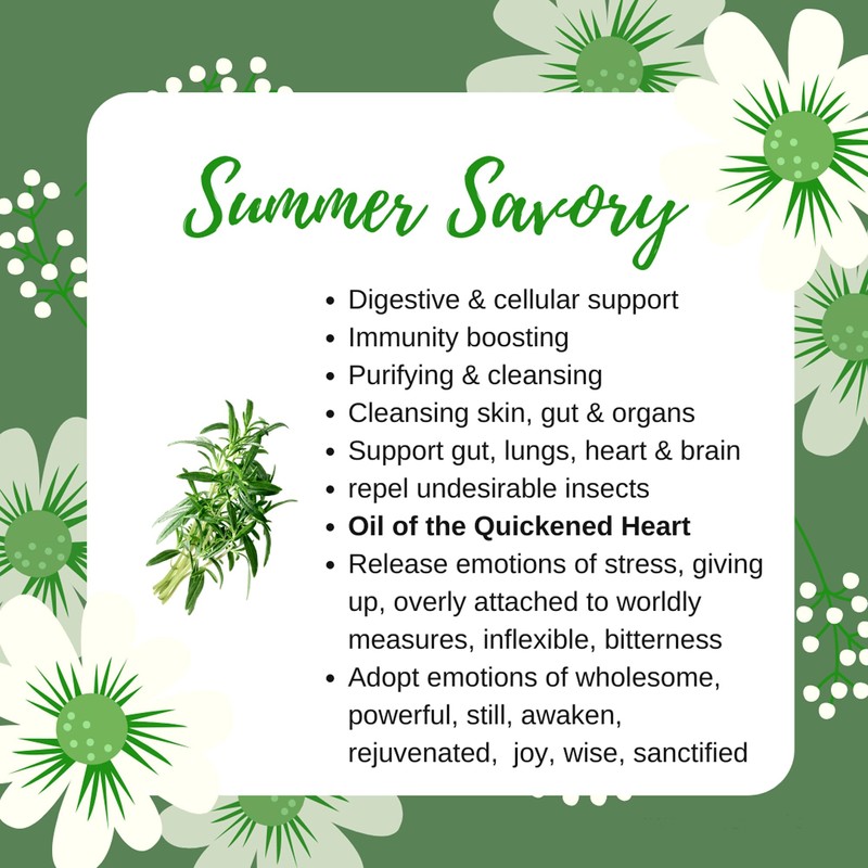 Nova Scotia | Summer Savory | 100% Natural | 30gm