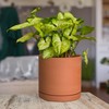 D'vine Dev Small 6 Inch Terracotta Plant Pot with Drainage