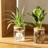 Glass Propagation Stations for Plants – Set of 4(2 Large