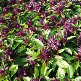 Siam Queen Thai Basil Seeds (Ocimum basilicum) Packet of 30 Seeds