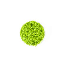 Ultum Nature Systems Hemianthus callitrichoides 'Cuba' (Dwarf Baby Tears) in Vitro Tissue Culture Cup