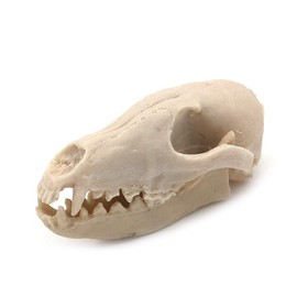 VOANZO Resin Fox Skull Model Replica, Dinosaur Tooth Skull Fossil, Photography Props Teaching Tool Home Ornament