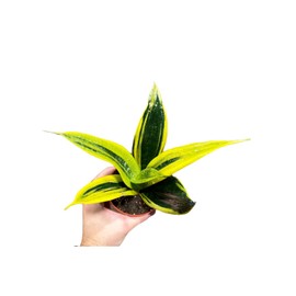 Live 3 inch Pot Sansevieria Golden Flame Snake Plant - Easy Care Indoor Plant - Air Purifier Office Plant - Low Light Yellow Snake Plant
