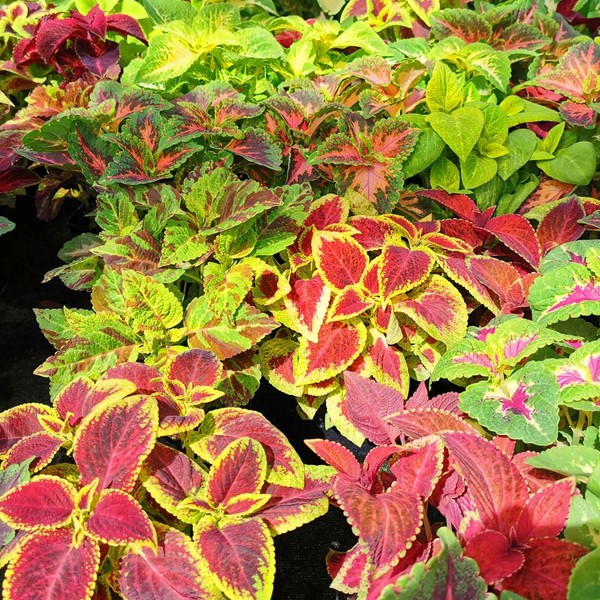 Eden Brothers Coleus Blumei Seeds - Rainbow Mix