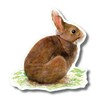 Earth Sky + Water - Cottontail Rabbit - 3.5″ Sticker
