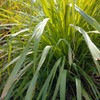 Lemongrass 30ml Incent Essential Oil Aroma Oil AEAJ Certified Essential