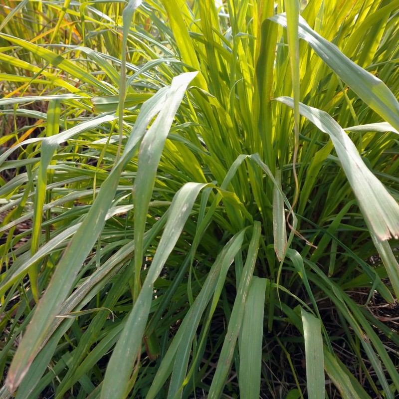 Lemongrass 30ml Incent Essential Oil Aroma Oil AEAJ Certified Essential