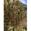 Spindal Palm 25 Spindle Palm Tree Seeds Hyophorbe verschaffeltii