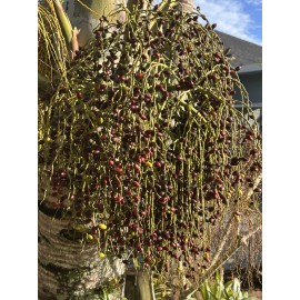 Spindal Palm 25 Spindle Palm Tree Seeds Hyophorbe verschaffeltii
