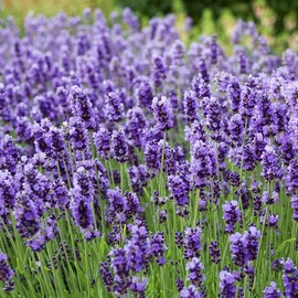 Lavandula Angustifolia Seeds English Lavender, True Lavender Aromatic Foliage Attract Pollinators Drought Tolerant Borders Rock Gardens Outdoor 100Pcs Herb Seeds by YEGAOL Garden
