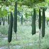 David's Garden Seeds Gourd Luffa 25 Non-GMO, Heirloom Seeds