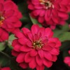 Outsidepride Dahlia Flowered Cherry Queen Zinnia Seeds - 2000 Pcs