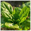 Everwilde Farms - 1 Lb Bloomsdale Spinach Seeds - Gold
