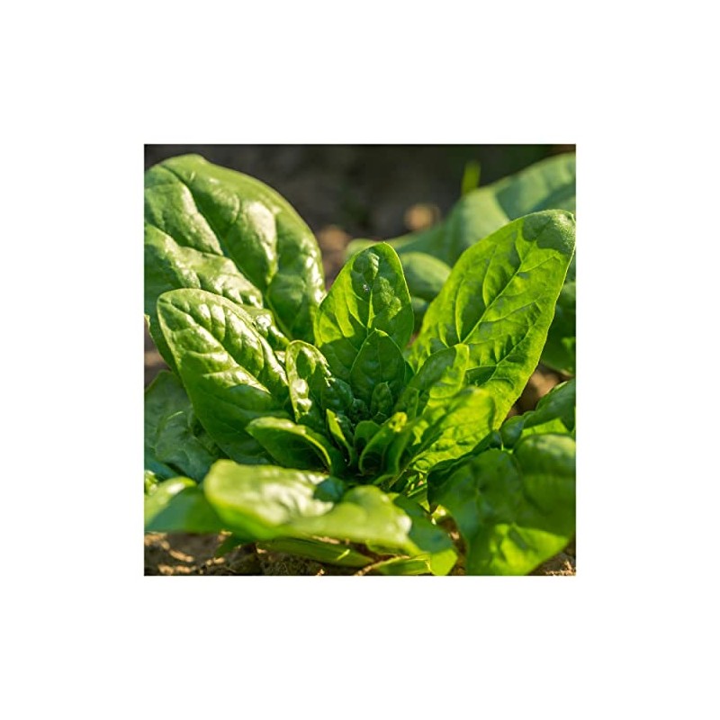 Everwilde Farms - 1 Lb Bloomsdale Spinach Seeds - Gold
