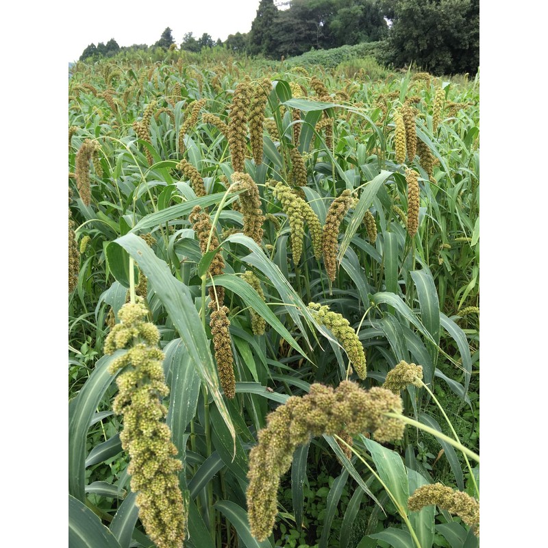 Ronowa Organic Millet Set (Awa, Pimple & Hea), 3.5 oz