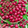 Nygardenia 200pcs Tomato Cherry Pink Grape Seeds - Heirloom, Non-GMO