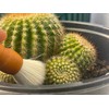 Southside Plants Cactus Cleaning Brushes Pack - Soft Goat Hair