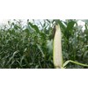 50 Silver Queen Sweet Corn Seeds for Planting Heirloom Non