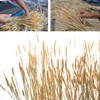 CoolCrafts 100 Stems Dried Wheat Stalks Natural Wheat Bundle for