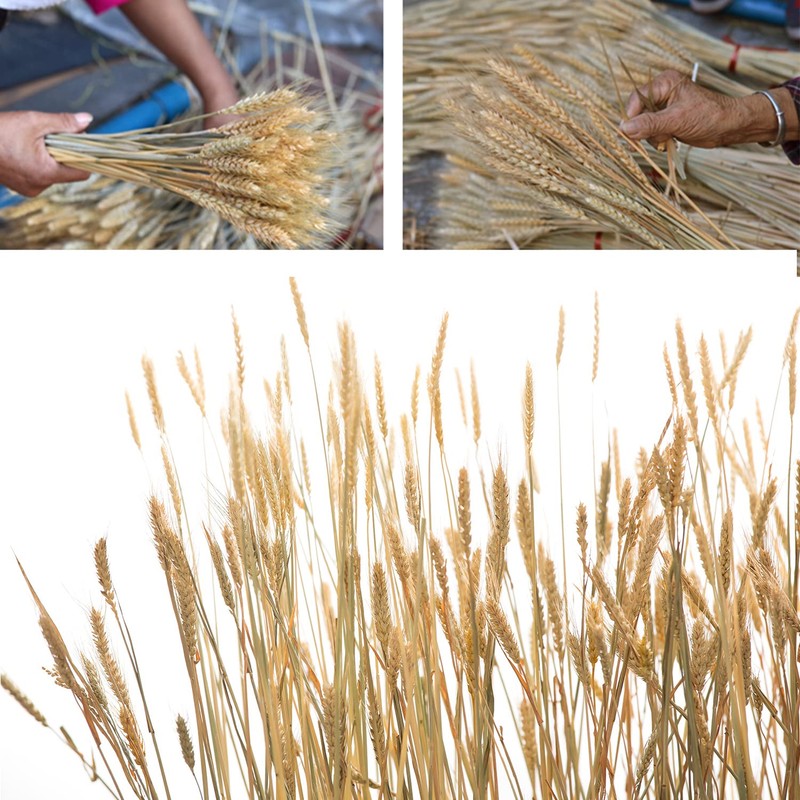 CoolCrafts 100 Stems Dried Wheat Stalks Natural Wheat Bundle for