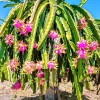 Seed-Top 250 Dragon Seeds Mix Pitahaya Rare varieties pitaya Easily