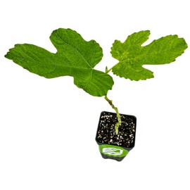 Lattarula Honey Fig (Italian Honey) Live Fig Plant - Ficus carica by Wellspring Gardens - Starter Plant for Your Garden and Patio - Grow Your Own Edible Fruit Tree