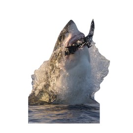 Cardboard People Great White Shark Life Size Cardboard Cutout Standup