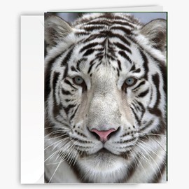 White and Black Tiger-Themed Greeting Card, Larger Size with Backside Image & Blank Inside - Unique All Occasion Card for Nature & Animal Lovers, Wildlife lovers