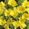 Outsidepride Primrose Evening - 5000 Seeds