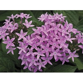 Starla pentas seeds Pentas Seeds Starla Lavender Shades 25 Pelleted Seeds