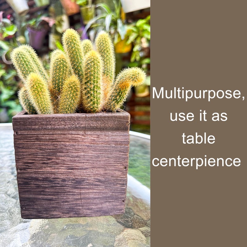 LaLaGreen Indoor Planter Box for Plants (4x4 Inch, 12 Pack)